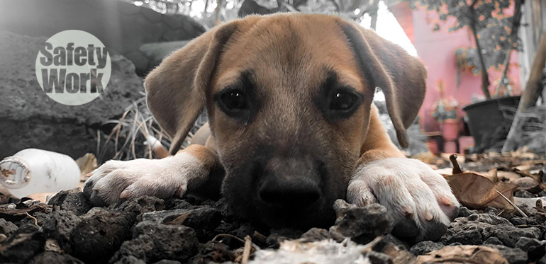 Mascotas en una emergencia: cómo protegerlas