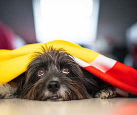 terremoto-mascotas-sst-hse-emergencia-safetywork.jpg